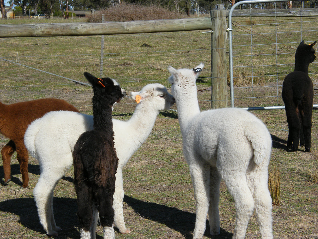 East Gippsland Feld Days