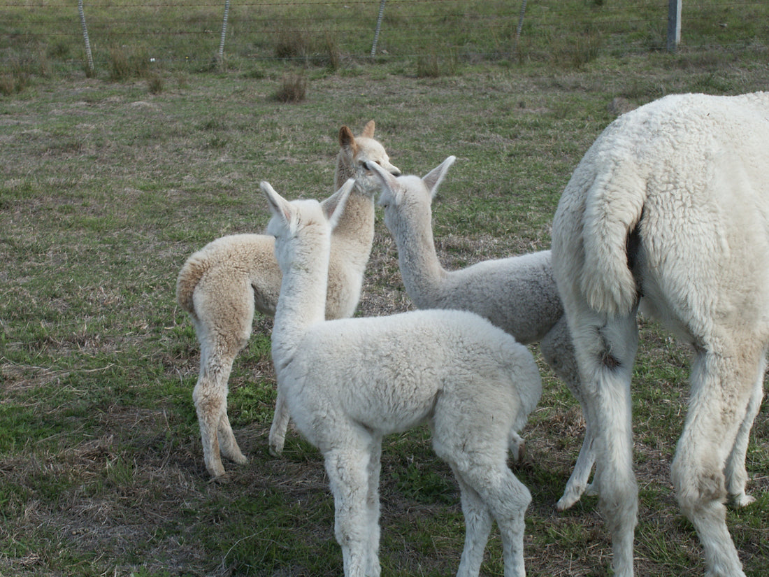 Farm World Field Days