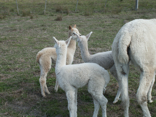 Farm World Field Days